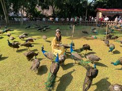 -西双版纳勐泐文化旅游区