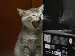 -瑞鹏宠物医院·骨科·猫科·内科(第一中心)