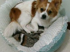 -爱侣宠医·鹦鹉专科·小型哺乳类·异宠专科(灵石路店)