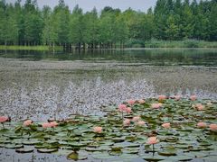-白鹭湾湿地公园