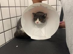 -钦宠·猫咪售卖·洗护·寄养(东圃旗舰店)