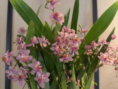 -川匠·睡眠采耳·SPA(九眼桥店)