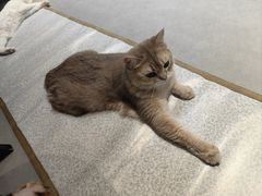 -琪喵猫屋·撸猫猫咖·猫舍
