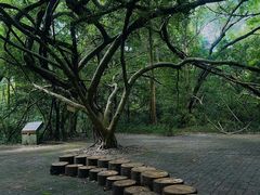 -南宁良凤江国家森林公园