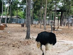 -清迈夜间动物园