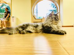 -猫和宫(六道口店)
