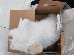-瑞鹏宠物医院犬猫全科(真大分院)