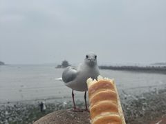 -青岛海滨风景区