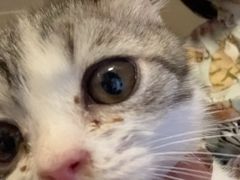 -瑞派福兴宠物医院犬猫全科·骨科·中西医结合(河东店)