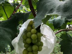 -马陆小张葡萄园农家乐