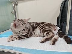 -小伙伴宠物医院•急重症转诊中心·老年专科·犬猫全科(北大街总院)