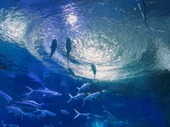 -海合安武汉极地海洋公园
