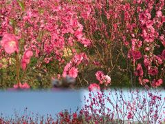 -桃花涧