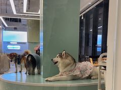 -怪兽屋·羊驼·猫咖·狗咖(俊华广场店)