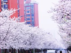 -高东镇樱花园