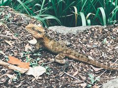 -可伦宾野生动物保护区