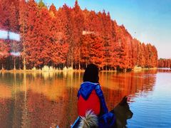 -上海海湾国家森林公园