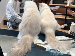 -瞄一喵猫咖(格力海岸店)