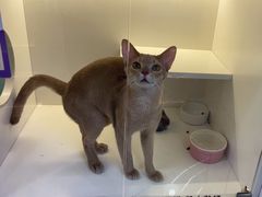 -小猫来了·猫咪专售(红山六九七九店)