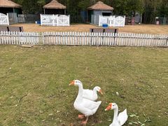 -上海长兴岛郊野公园