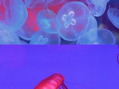 -海合安青岛极地海洋公园