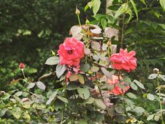-花溪公园