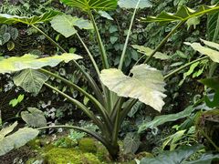 -昆明植物园
