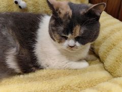 -有猫主题·治愈系猫咖(曾厝垵店)