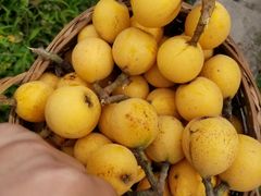 -塘栖枇杷特色园区