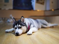 -Husky Go! 哈士奇体验馆·宠物咖啡厅狗咖
