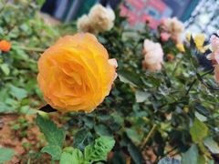 -光明小镇欢乐田园