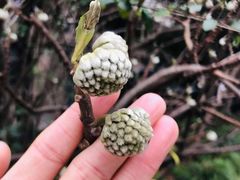 -小杨生煎(湟普汇店)
