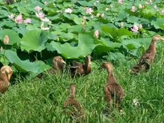 -北纬44度·金珠花海休闲农业旅游景区