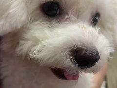 -严国平动物医院(德政总院)