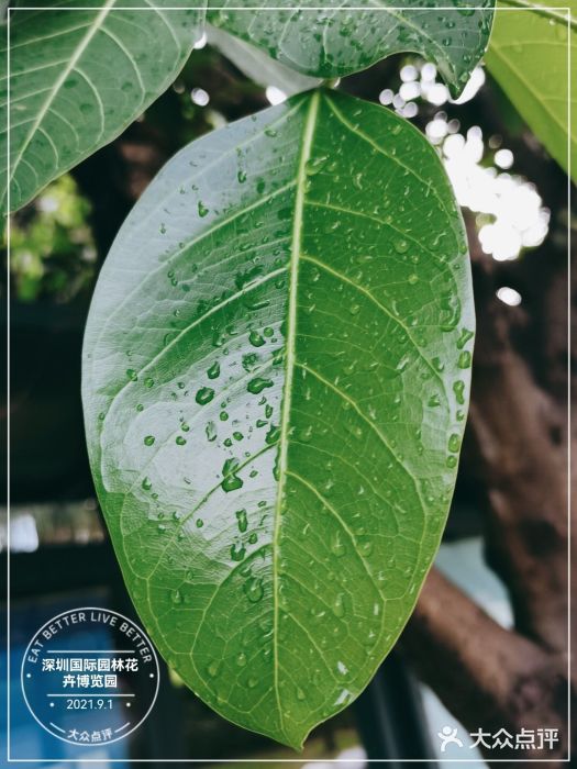 深圳国际园林花卉博览园图片