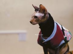 -猫色咖啡·猫咖
