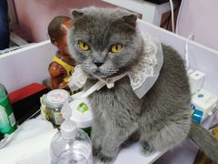 -我爱猫咪·猫咖·狗咖·安哥拉兔·羊驼咖(小寨华旗店)
