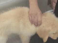 -安安宠医宠物医院·异宠·犬猫内科(岳阳分院)