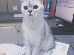 -安安宠医·臻爱宠物医院(簇锦北路分院)