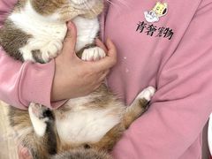 -青奢宠物·青奢猫舍