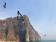 -长岛万鸟岛
