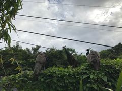 -圣淘沙天际线斜坡滑车