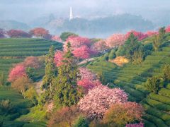 -高东镇樱花园