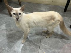 -猫小院猫主题餐厅(南锣旗舰店)
