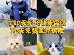 -糯米喵星人总部直营旗舰店·猫舍·幼猫出售