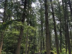 -鲁山国家森林公园