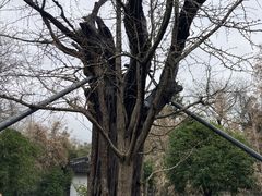 -上海佘山国家森林公园天马山园