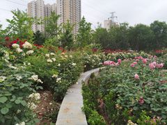 -坝河休闲公园