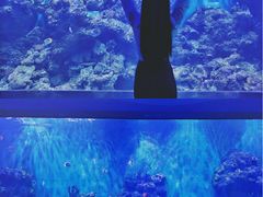 -石家庄海洋公园