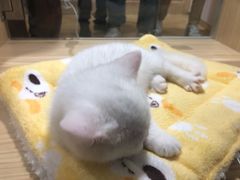 -屋虎猫馆(宝安大仟里店)